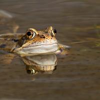 Common Frog 7 